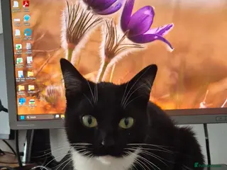 Bombay cats Beautiful female cat for rehoming - Advert 3