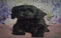 Cockapoo dogs for sale: sable & phantom & tri colour cockapoo puppies  - Image 25