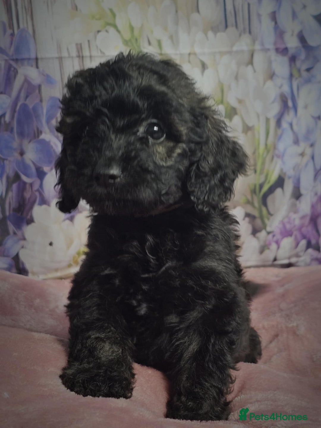 Cockapoo dogs for sale: sable & phantom & tri colour cockapoo puppies  - Image 25