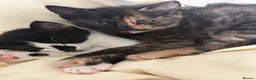 Mixed Breed cats for sale: Tortie & Black and White kittens!  in York - Advert 2
