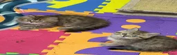 British Shorthair cats for sale: Beautiful  British Shorthair kittens 🐾 - Advert 22