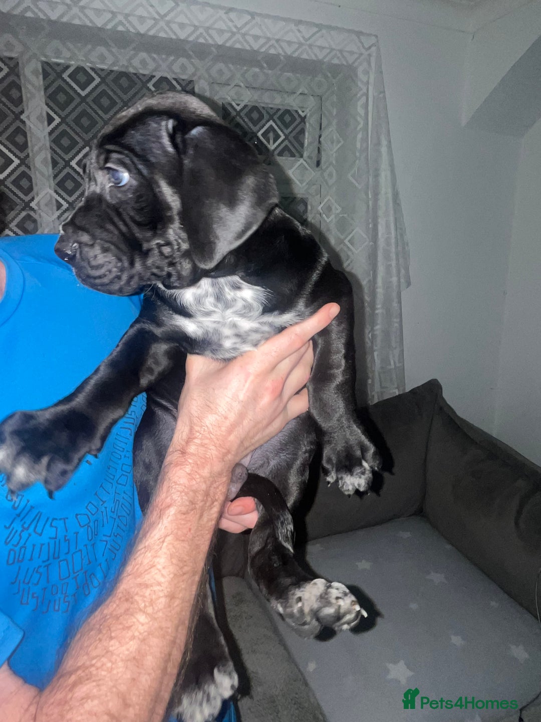 Mixed Breed dogs for sale: Cane corso X Dalmatian - Corsomatian  - Image 3
