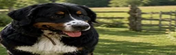 Bernese Mountain Dog dogs for stud: KC registered Bernese mountain dog for stud  - Advert 3