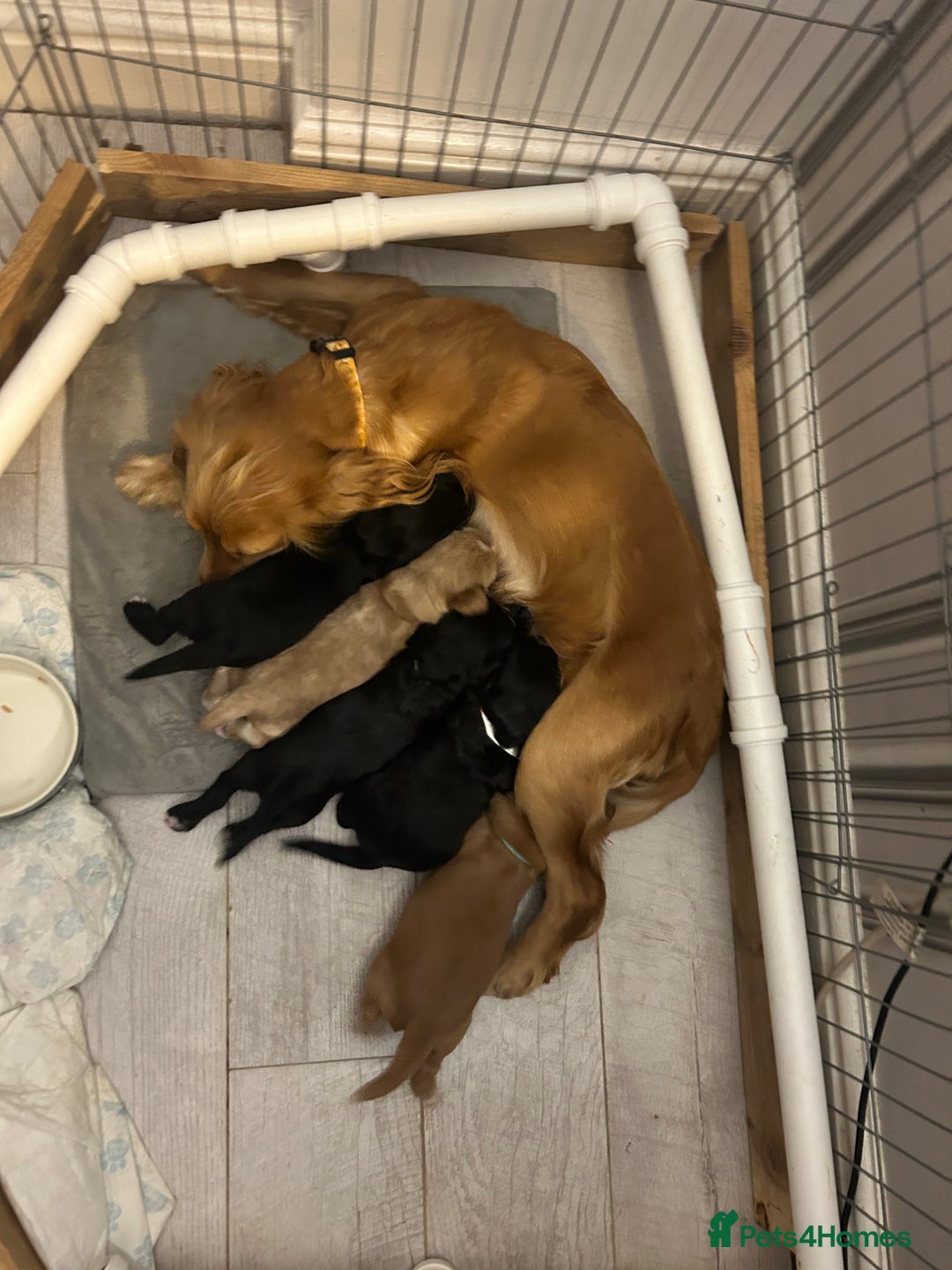 Cocker Spaniel dogs for sale: 🐾 Beautiful Cocker Spaniel Puppies 🐶 - Image 1
