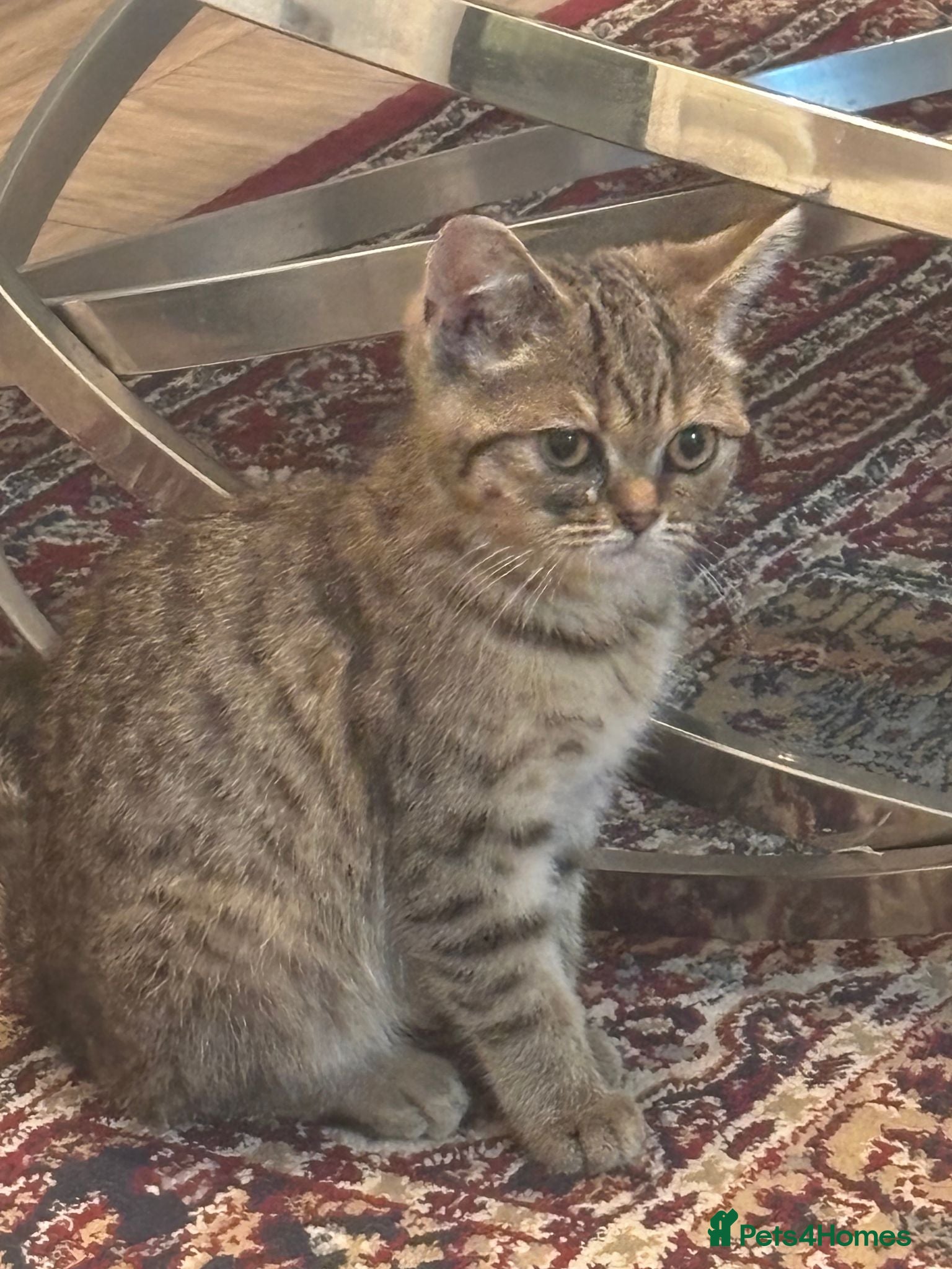 Scottish Fold cats Pure bred Scottish fold/straight - Advert 5