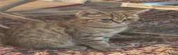 Scottish Fold cats for sale: Pure bred Scottish fold/straight - Advert 1