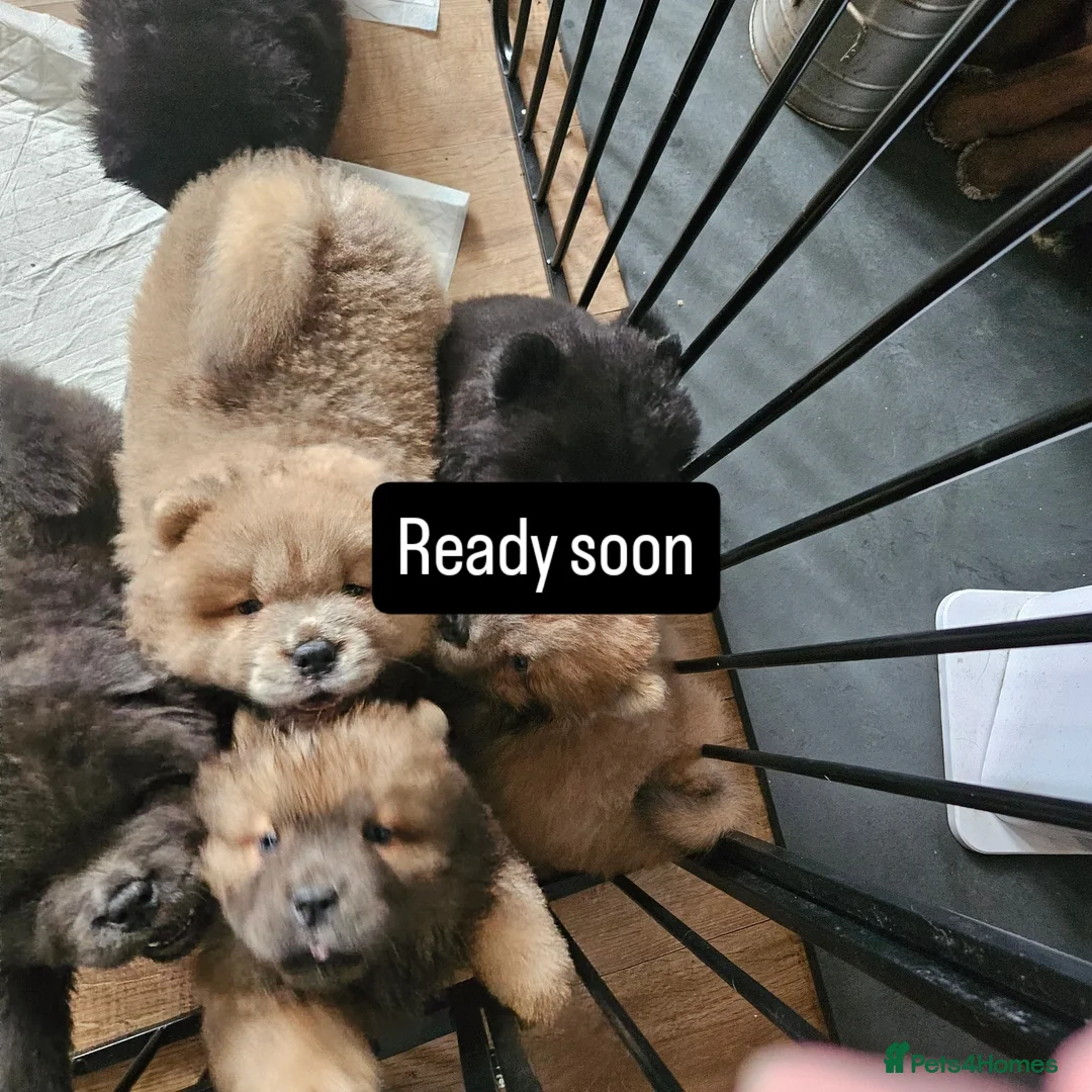 Chow Chow dogs for sale: Chow chow puppies - Image 3
