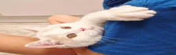 British Shorthair cats for sale: Gorgeous loving purr machines available now  - Advert 18