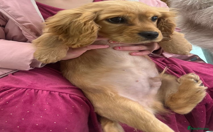 Cocker Spaniel dogs - Advert 1