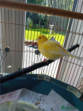 Canaries birds - Advert 12