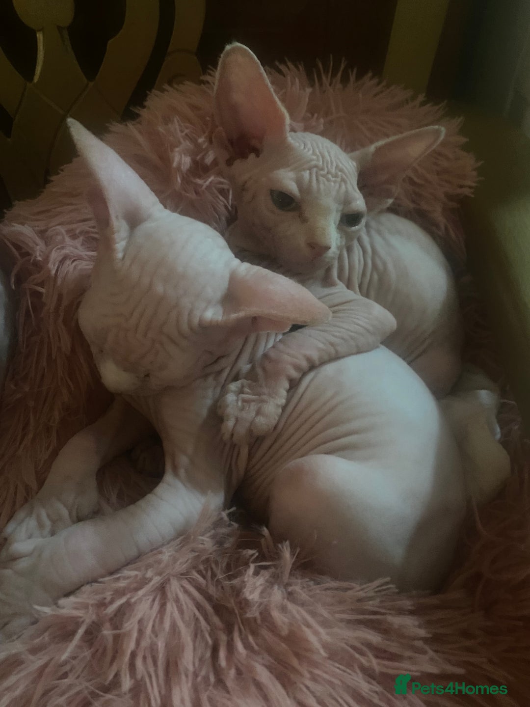 Sphynx cats for sale:  Sphynx kittens are looking for a loving  home. - Image 9