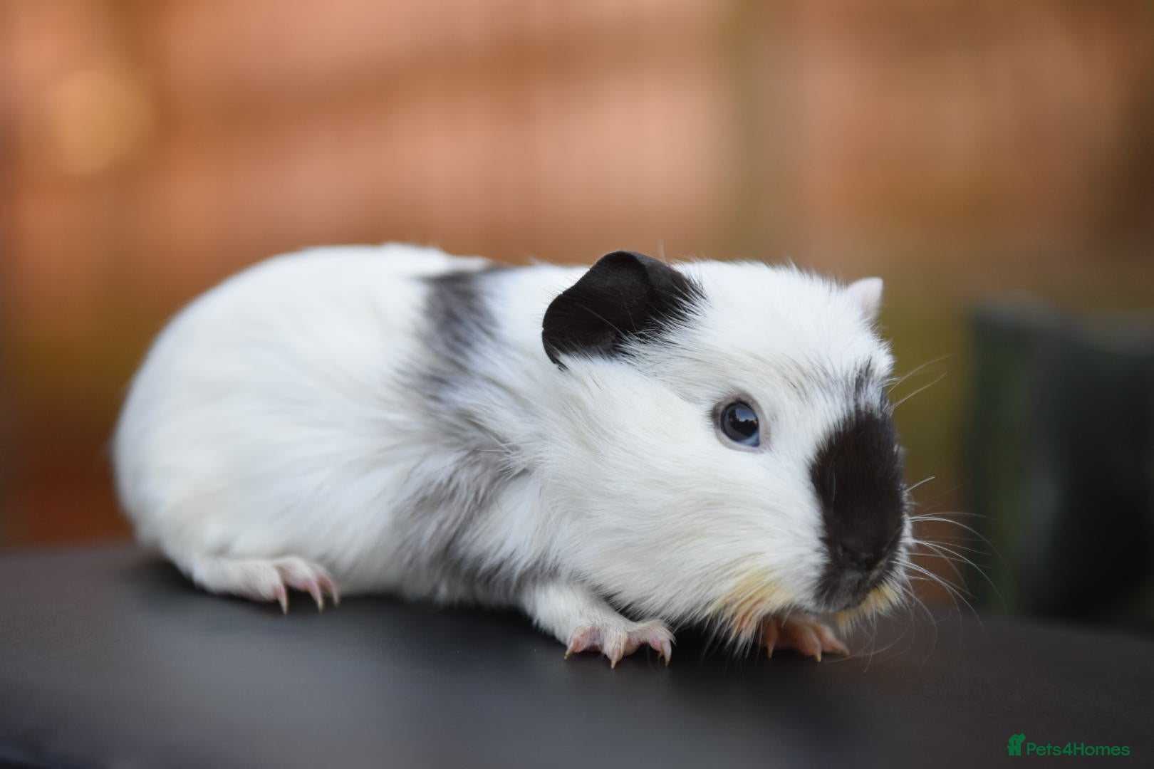 Guinea Pig rodents Baby Guinea Pig Looking For New home - Advert 1