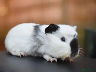 Guinea Pig rodents Baby Guinea Pig Looking For New home - Advert 16