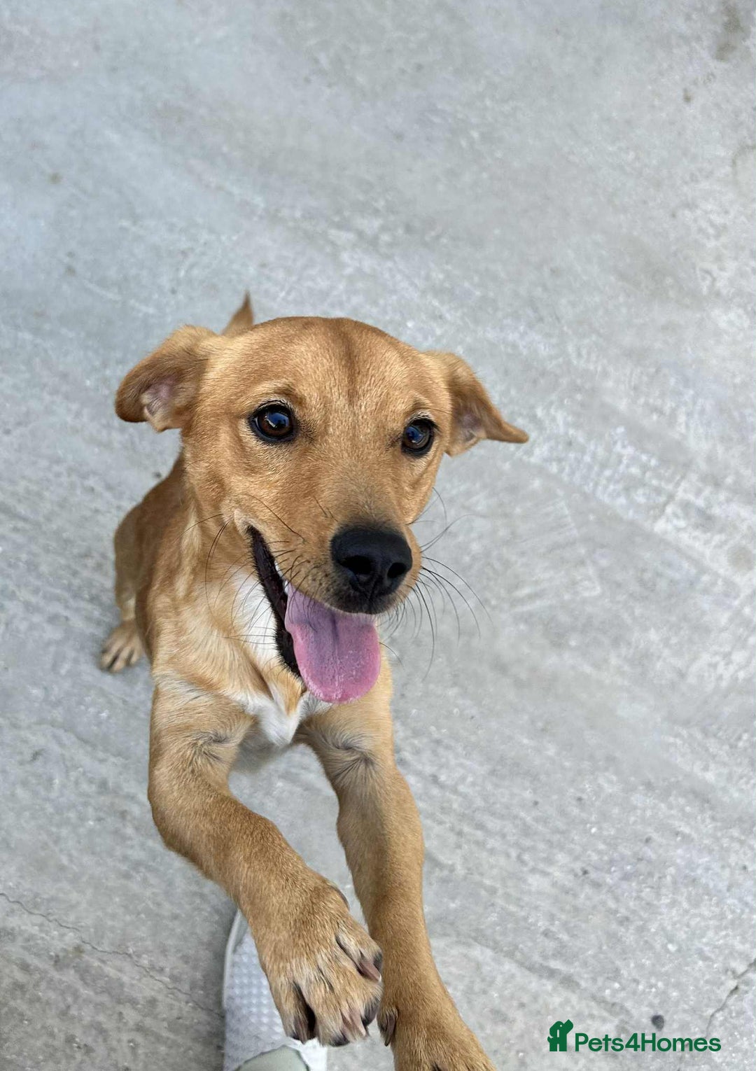 Mixed Breed dogs for adoption: Jeffrey Still smiling.Still waiting for his people - Advert 4