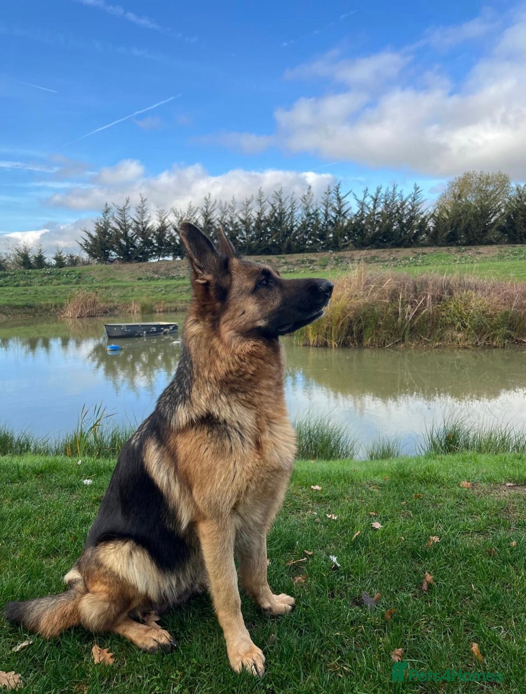 German Shepherd dogs for sale: German Shepherd Puppies Family-Raised 🐾 - Advert 11