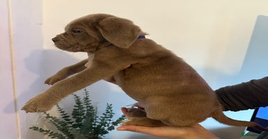 Cane Corso dogs - Advert 1