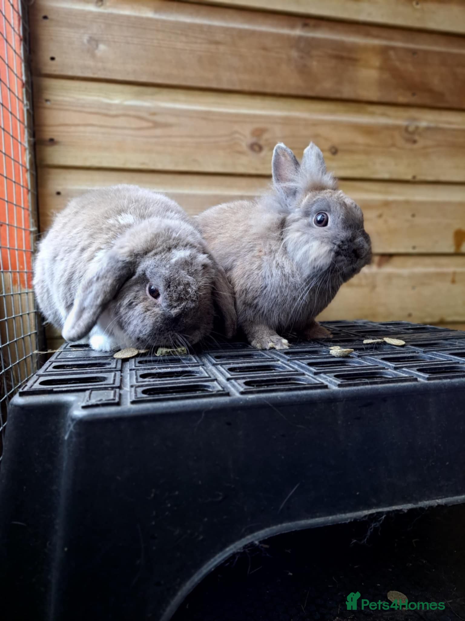 Mini Lop rabbits Bonded, Loving Pair of Mini Lop Male Rabbits - Advert 4