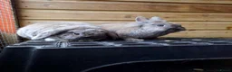 Mini Lop rabbits for sale: Bonded, Loving Pair of Mini Lop Male Rabbits - Advert 1