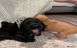 Cocker Spaniel dogs for sale: Solid black cocker spaniel puppies ready 10th Dec  - Image 9