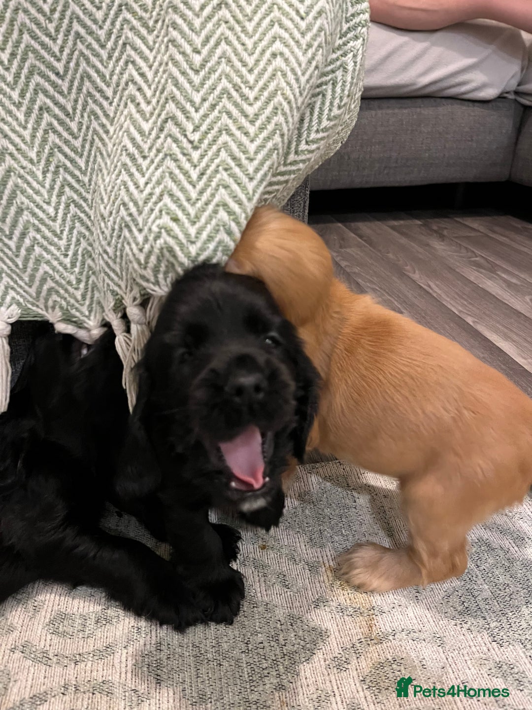 Cocker Spaniel dogs for sale: Solid black cocker spaniel puppies ready 10th Dec  - Image 9