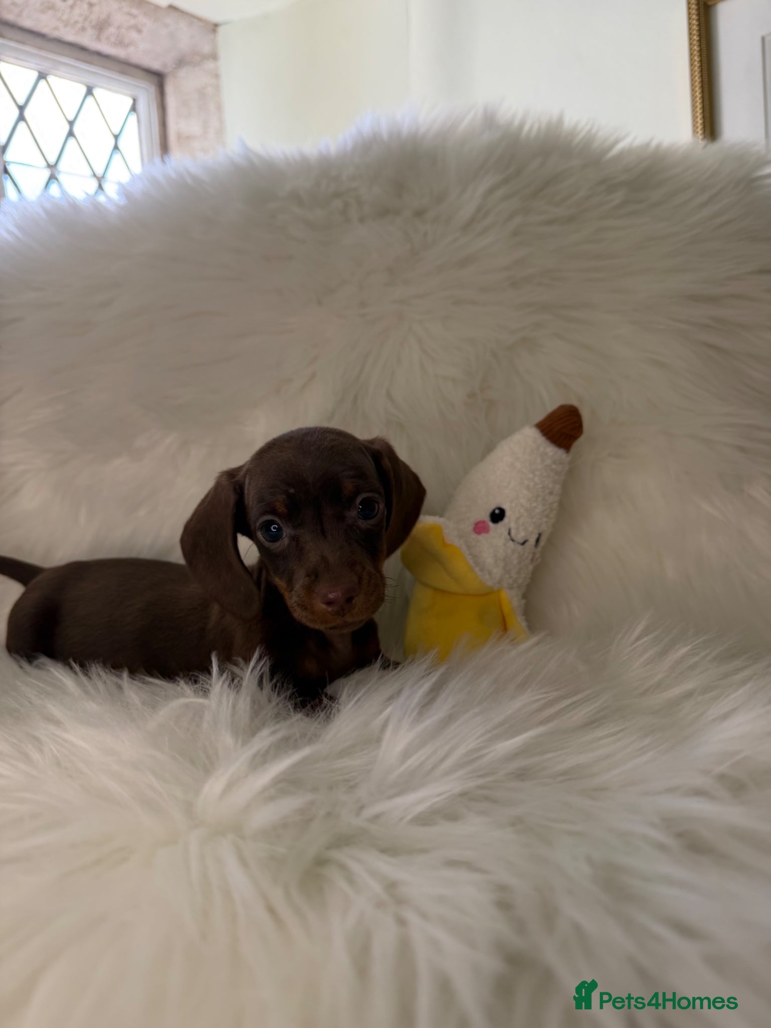 Miniature Dachshund dogs Miniature dachshund puppies - Advert 3