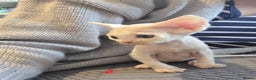 Devon Rex cats for sale: ✨ Beautiful Devon Rex Kittens – GCCF Registered ✨ - Advert 12