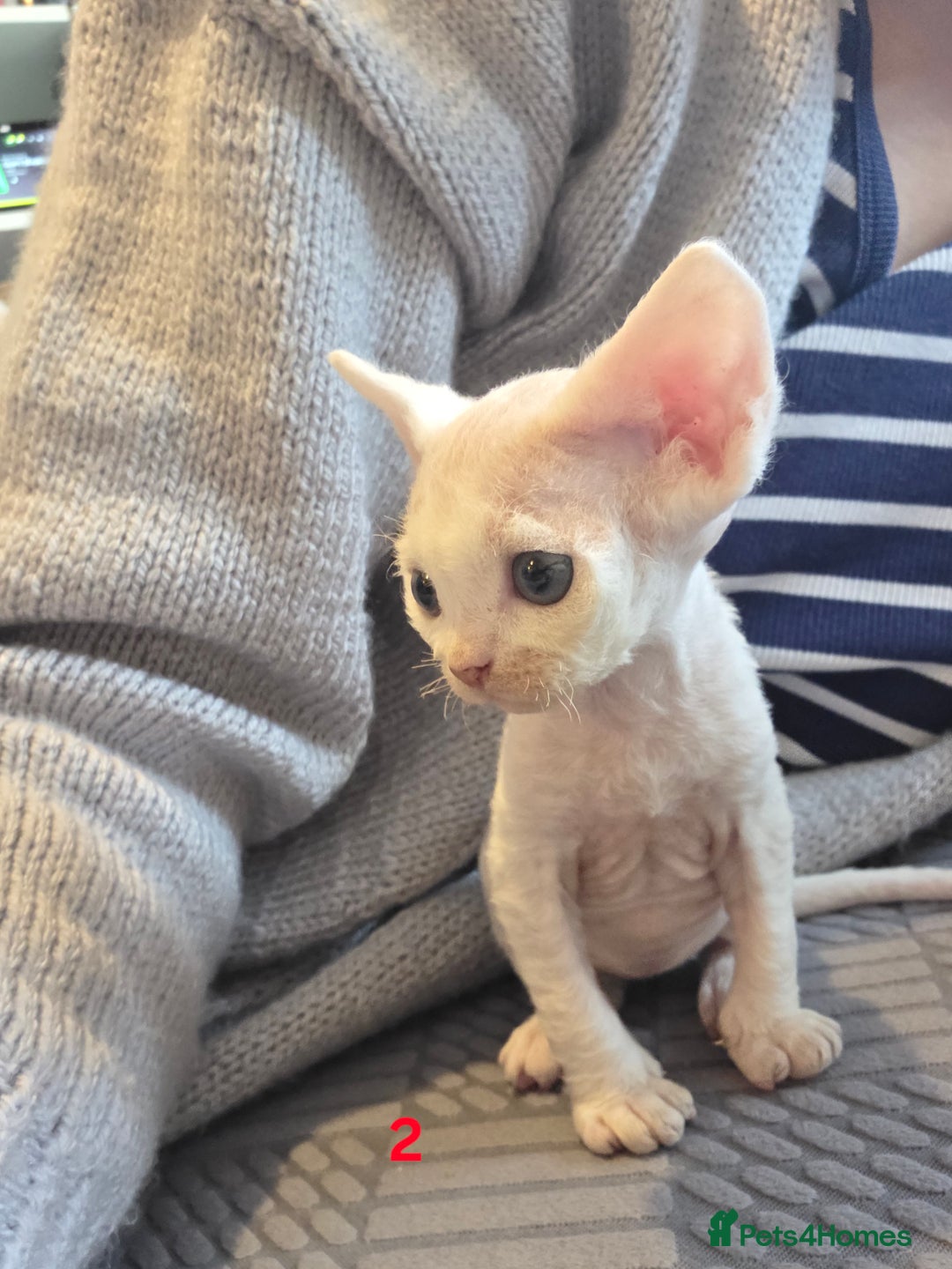 Devon Rex cats for sale: ✨ Beautiful Devon Rex Kittens – GCCF Registered ✨ - Advert 12
