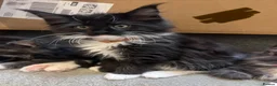Maine Coon cats for sale: 10kittens 🐱 Ready to leave now  - Advert 16