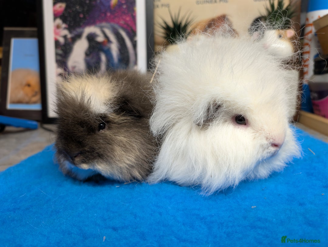 Guinea Pig rodents for sale: Swiss Guinea Pigs  - Advert 2