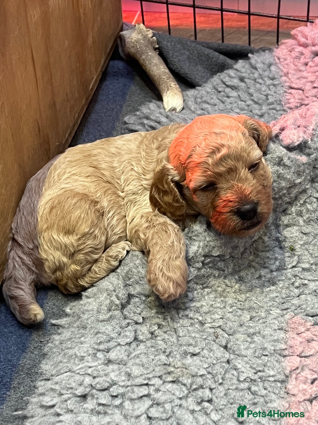 Cockapoo dogs for sale: F1B Cockapoo Puppies - Image 24