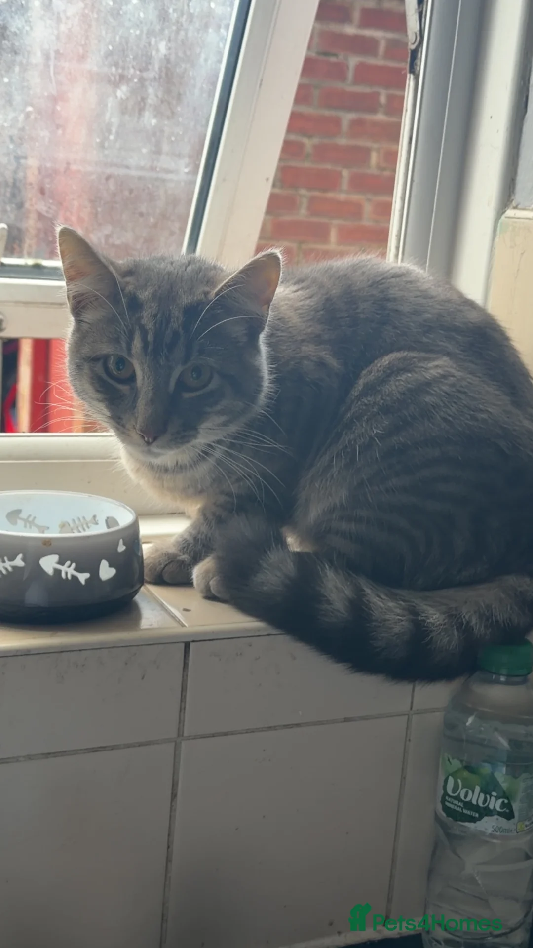 Mixed Breed cats for sale: Male grey cat - Advert 3