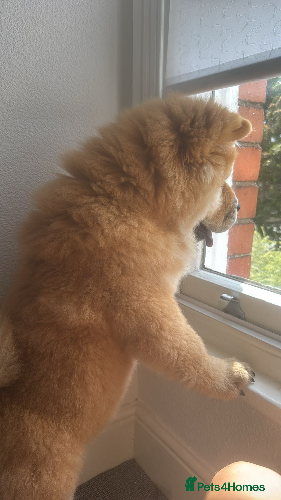 Chow Chow dogs Chow chow - Advert 6