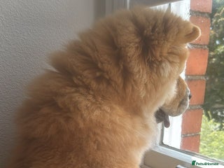 Chow Chow dogs - Advert 36
