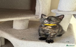 British Shorthair cats for sale: Mix British shorthair kittens for sale  - Image 12