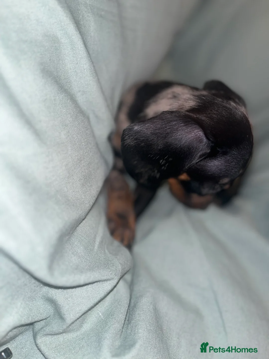 Miniature Dachshund dogs for sale: Miniature dachsund - Advert 4