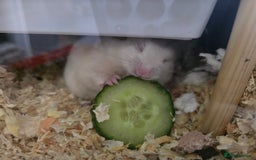 Hamster rodents for sale: Syrian Hamster - Image 4