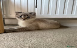 Scottish Fold cats for sale: British Shorthair and Scottish Fold - Image 5