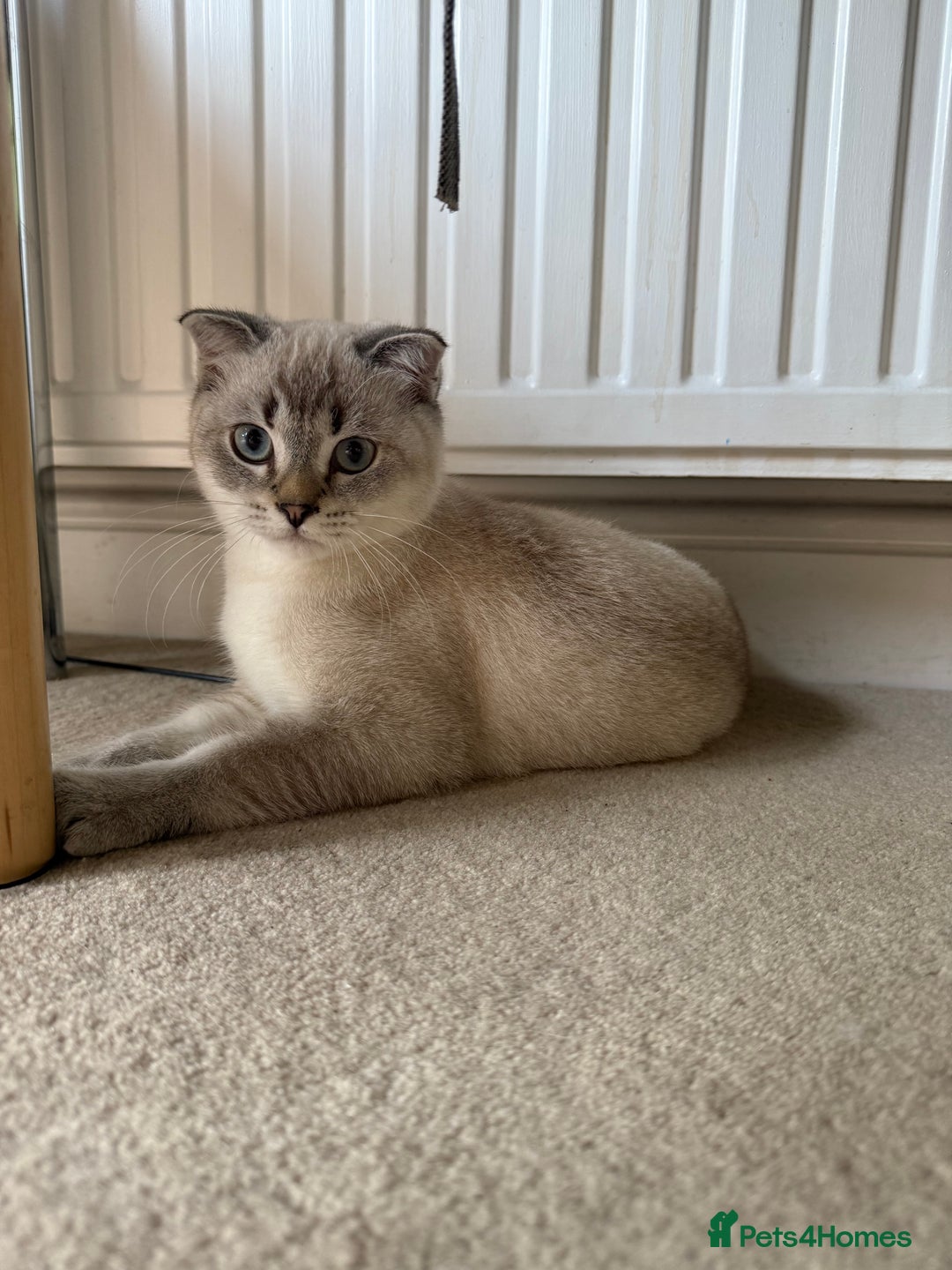 Scottish Fold cats for sale: British Shorthair and Scottish Fold - Image 5