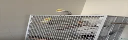 Cockatiels birds for sale: 2 semi tamed cockatiels  in Dewsbury - Advert 1