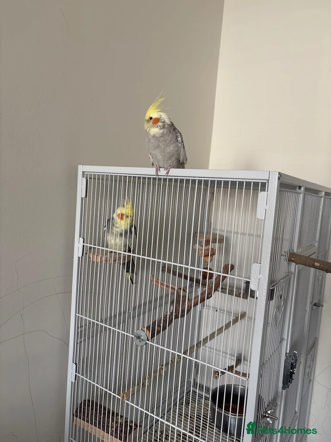 Cockatiels birds for sale: 2 semi tamed cockatiels  in Dewsbury - Advert 1