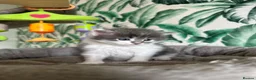 Siberian cats for sale: Traditional Siberian Tica reg, healthtested Boys  - Advert 7