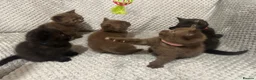 British Shorthair cats for sale: GCCF Registered Chocolate BSH kittens  - Advert 7