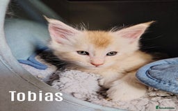 Maine Coon cats for sale: Home raised stunning Mainecoon boys. - Image 24