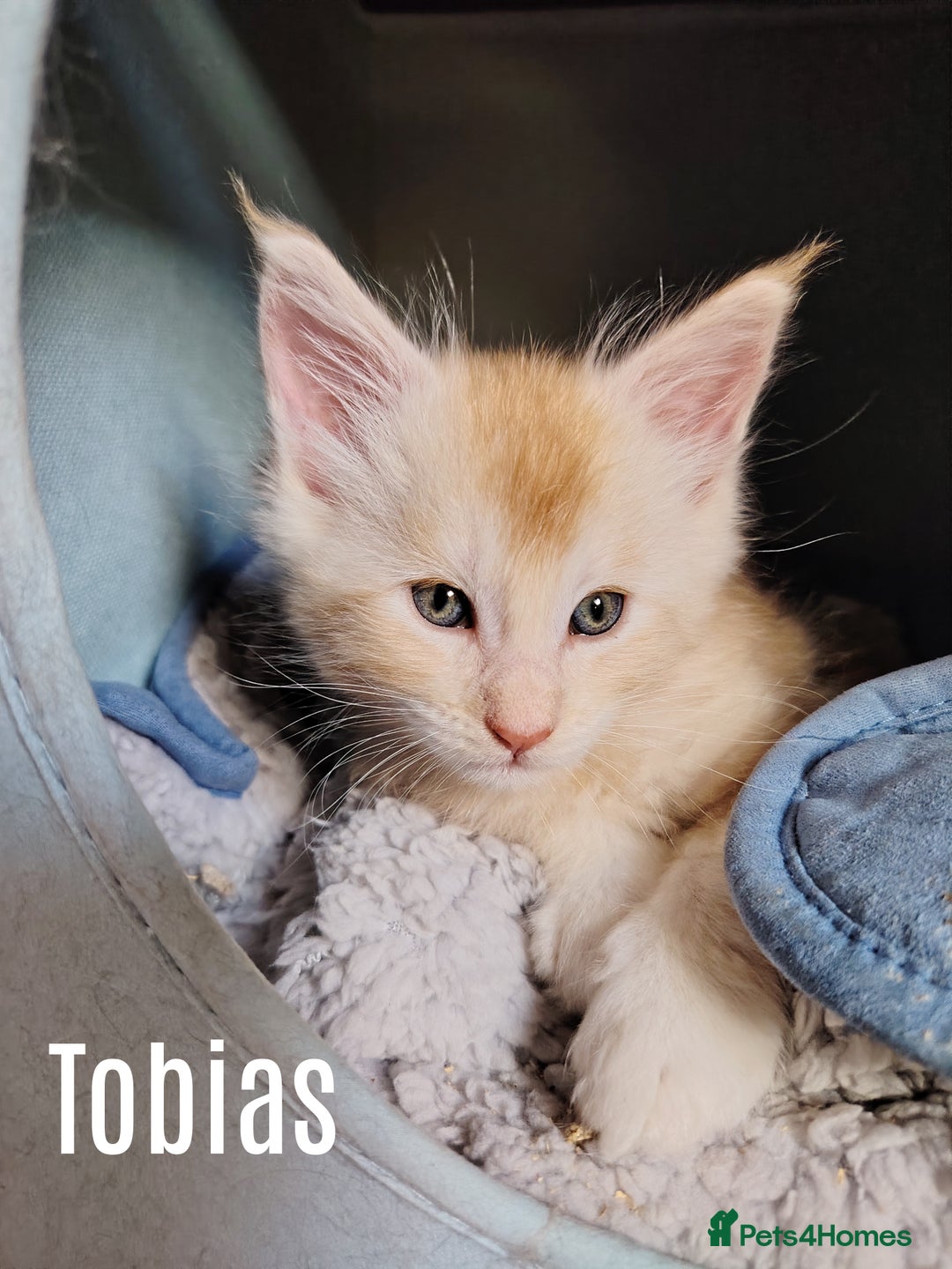 Maine Coon cats for sale: Home raised stunning Mainecoon boys. - Image 24