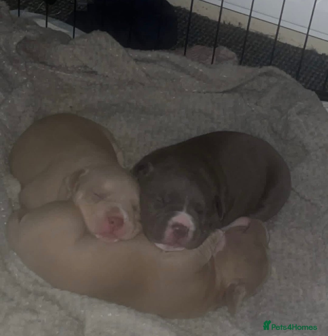 American Bulldog dogs for sale: American bulldog puppy  - Advert 9