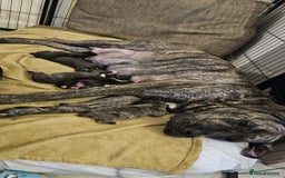 Bullmastiff dogs for sale: 11 Bullmastiff puppies for sale - Advert 29