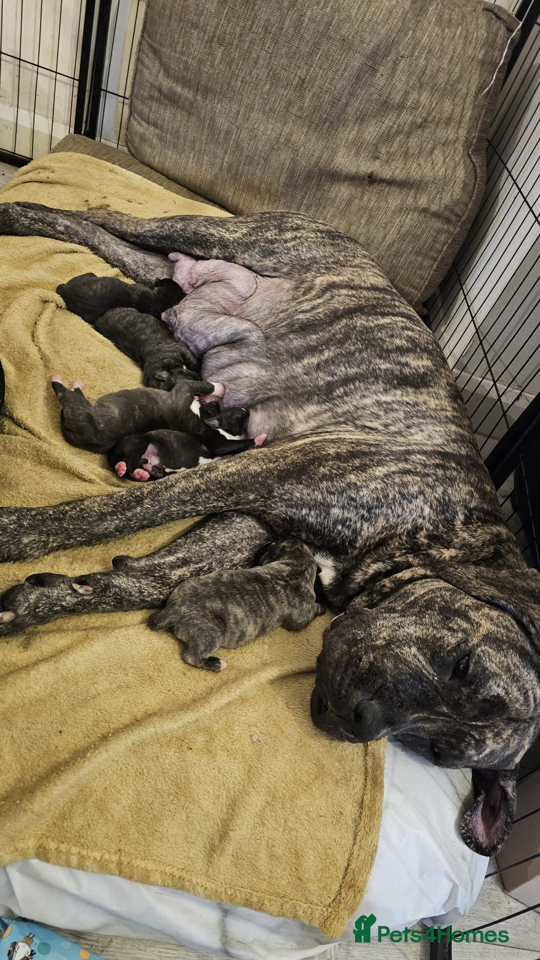 Bullmastiff dogs for sale: 11 Bullmastiff puppies for sale - Advert 29