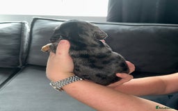 Miniature Dachshund dogs for sale: 3 girl miniature dachshunds  - Image 3