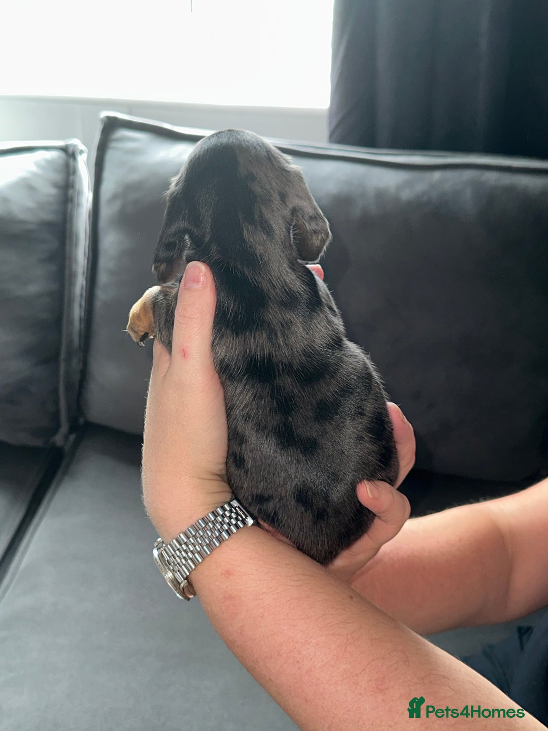 Miniature Dachshund dogs for sale: 3 girl miniature dachshunds  - Image 3