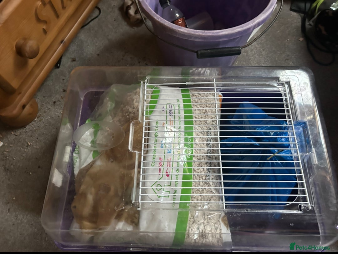 Hamster rodents for sale: Full hamster/mouse cage and setup  - Image 15